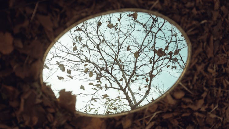 Autumn Tree Reflecting In Mirror Lying On Ground