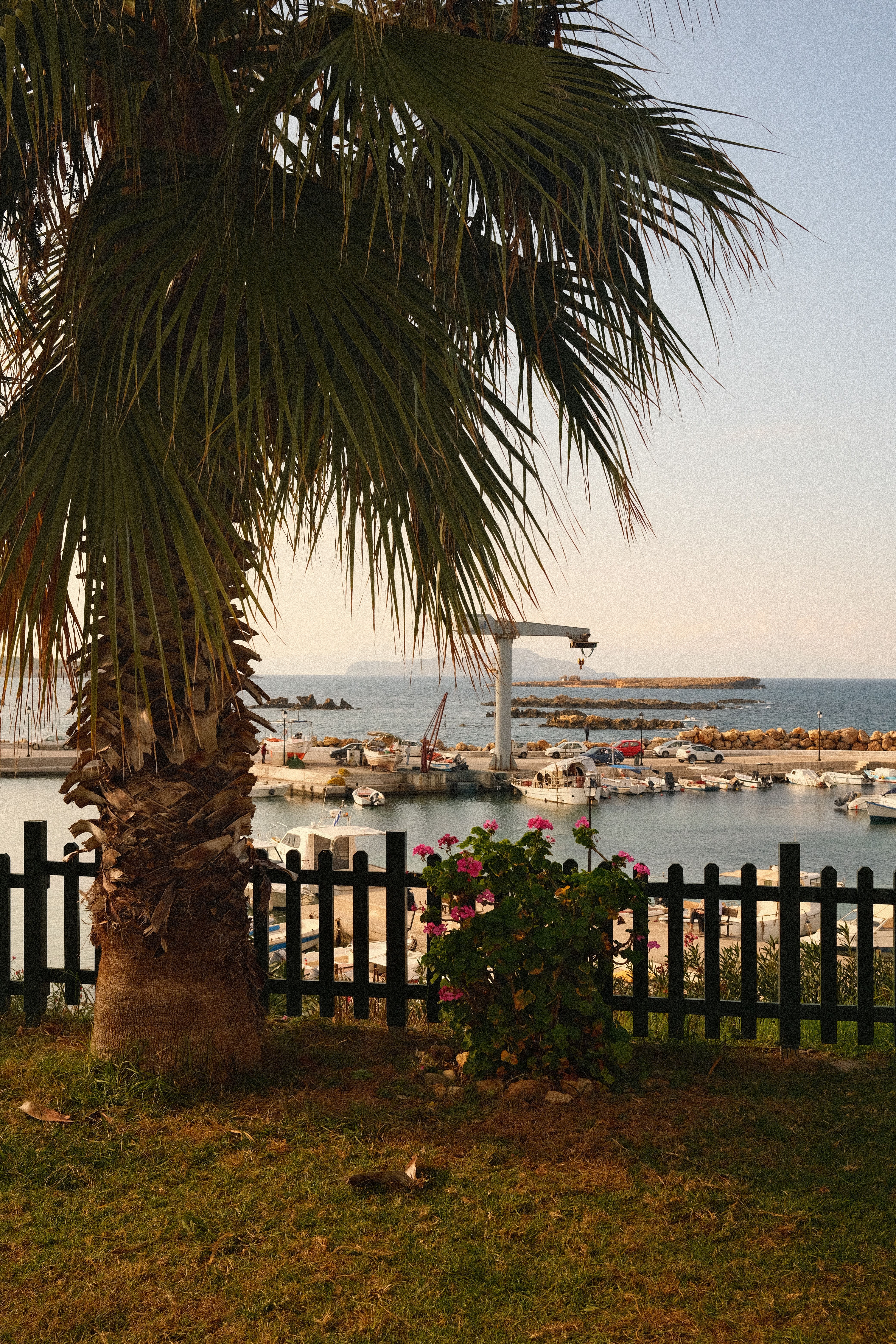 Palm tree overlooking a peaceful marina at sunset, perfect for travel inspiration.