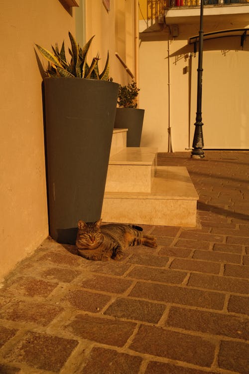 A Cat Lying on the Street