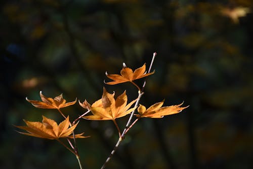Fotobanka s bezplatnými fotkami na tému hĺbka ostrosti, javorové listy, jesenné lístie