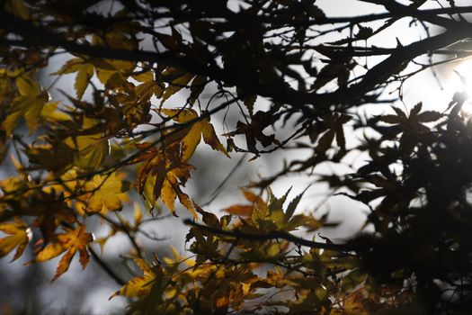 Vibrant autumn maple leaves against a sunlit sky in Dorchester, England.