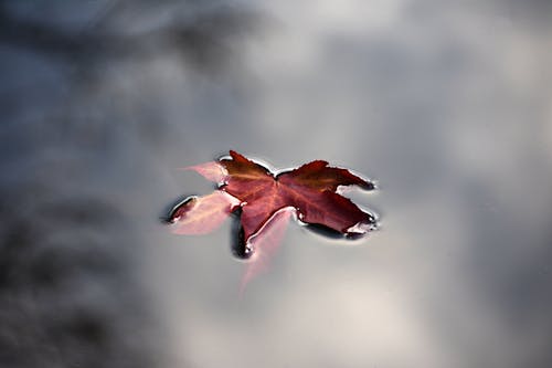 カエデ, 水, 秋の葉の無料の写真素材