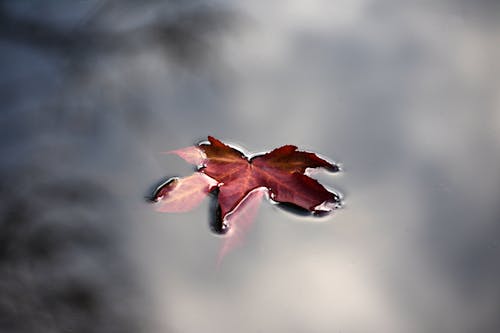 Close-Up Shot of a Maple Leaf on Water