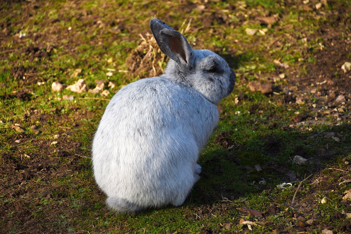 Close-Up Shot of a Rabbit Sitting on the Ground · Free Stock Photo