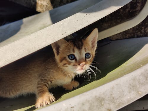 Brown Tabby Kitten on White Concrete Fence