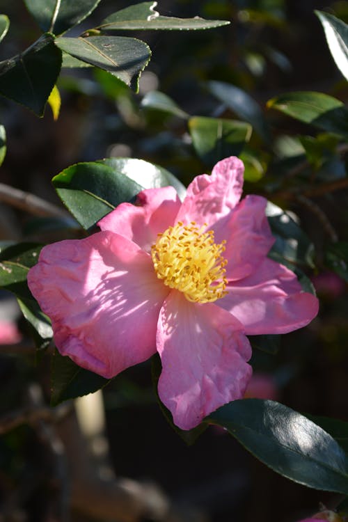 Kostnadsfri bild av blomning, delikat, flora