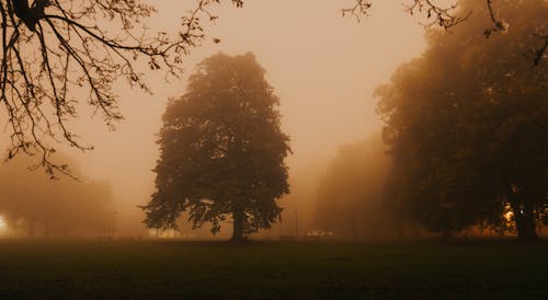 Silhouette of Trees on Green Grass Field