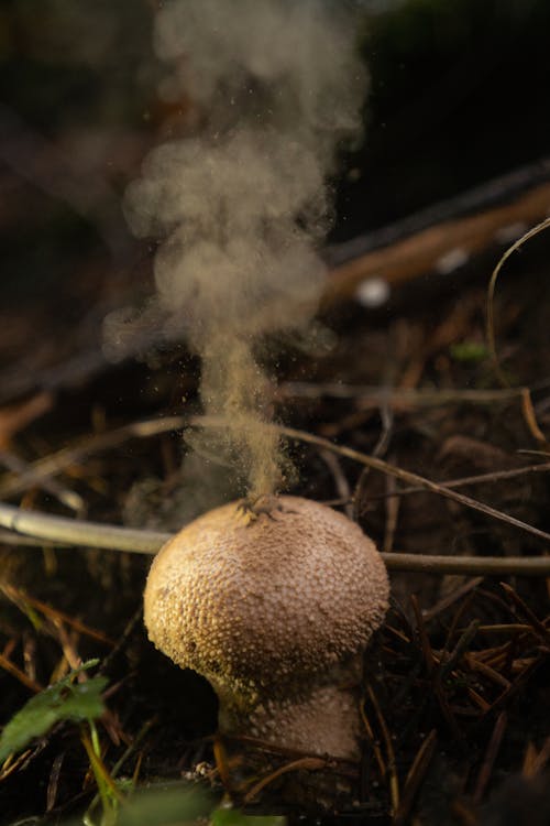 Photo of a Puffball Releasing Spores