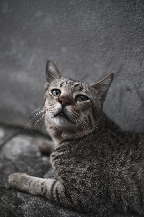 Foto d'estoc gratuïta de animal, domesticat, felí