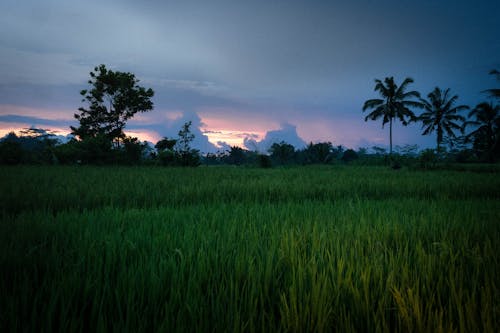 A Green Grass Field with Trees Under the Cloudy Sky