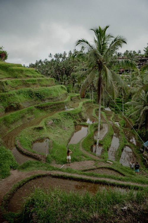 Scenic Photo of Rice Fields