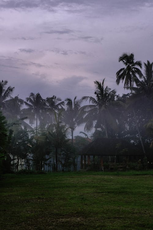 Clouds over Palm Trees in Forest at Dusk