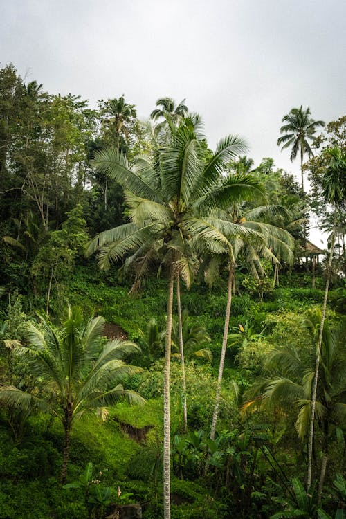 Fotobanka s bezplatnými fotkami na tému dažďový prales, dobrodružstvo, džungľa