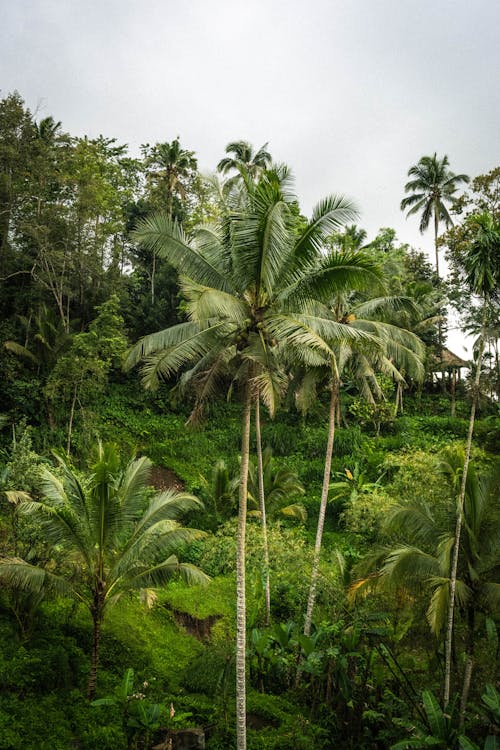 Tropical Palm Trees