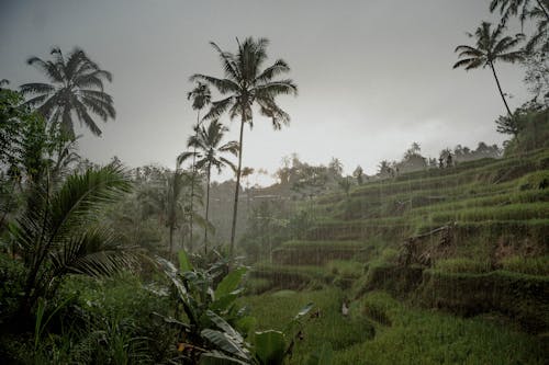 Δωρεάν στοκ φωτογραφιών με βροχή, γεωργία, εξοχή