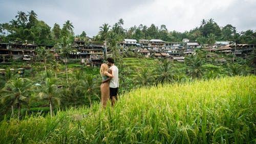 Foto profissional grátis de abraçando, arrozal, árvores
