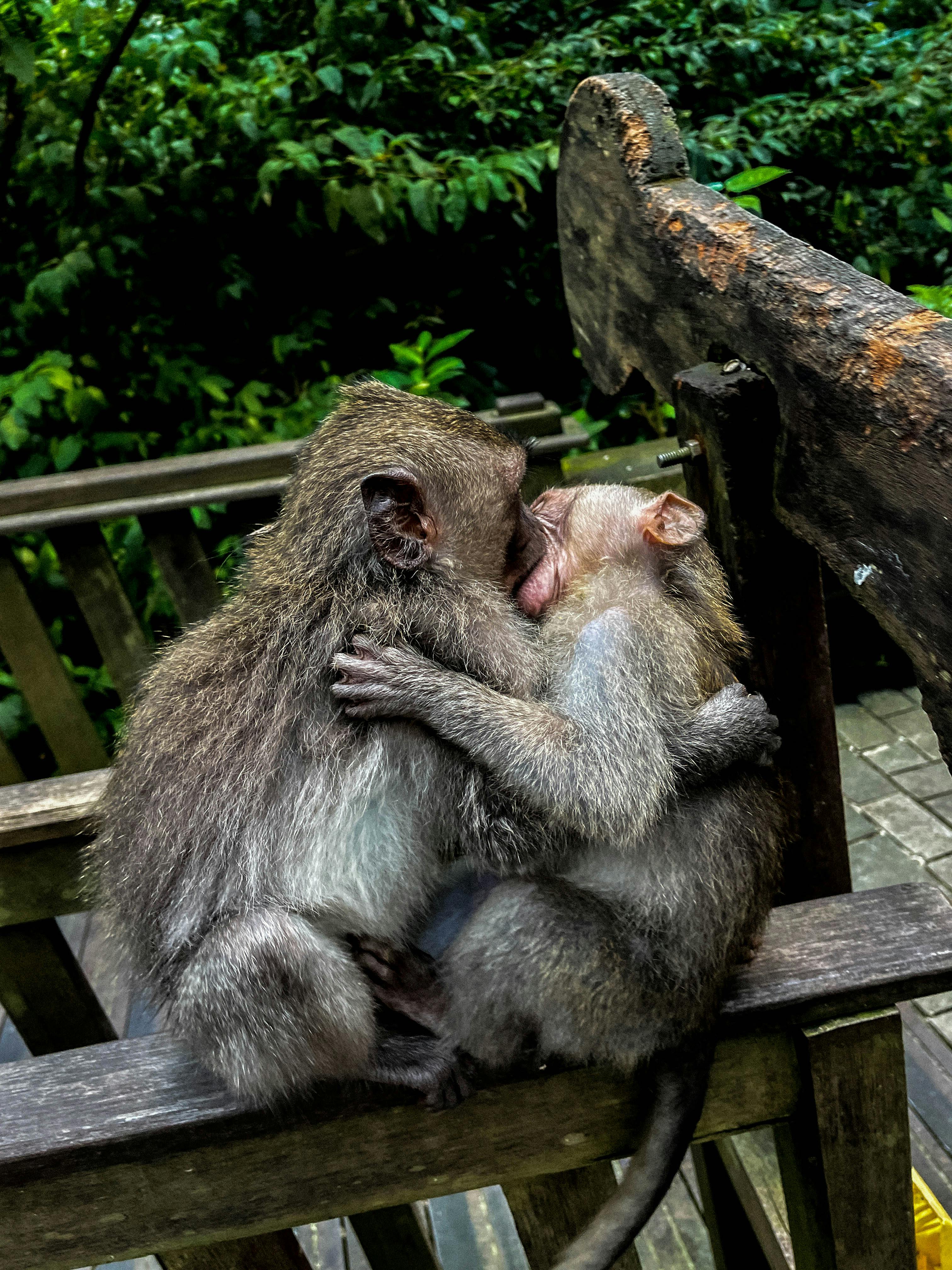 Two Monkeys Kissing Each Other · Free Stock Photo