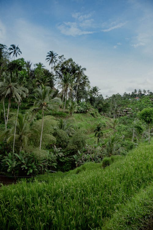 Tropical Trees on Agricultural Land