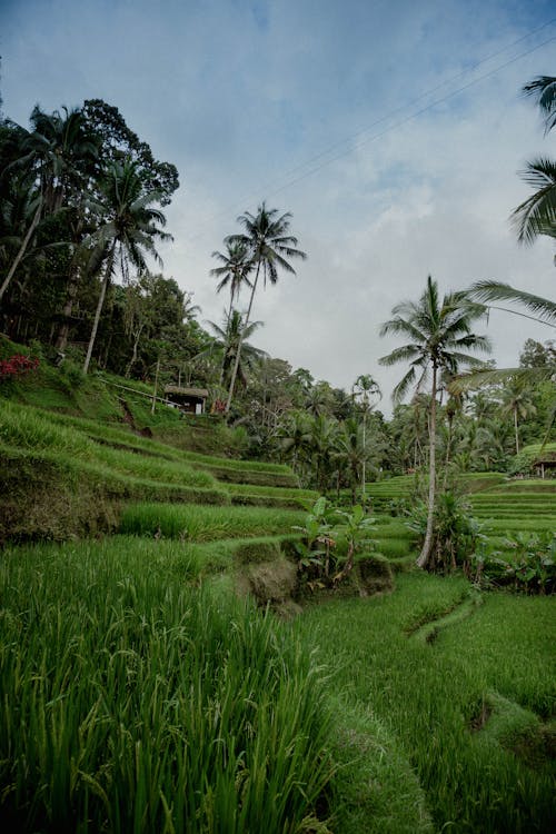 View of a Field