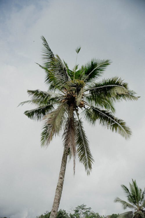 A Coconut Tree under a Cloudy Sky