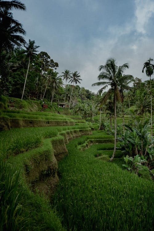 Scenic Photo of a Rice Field