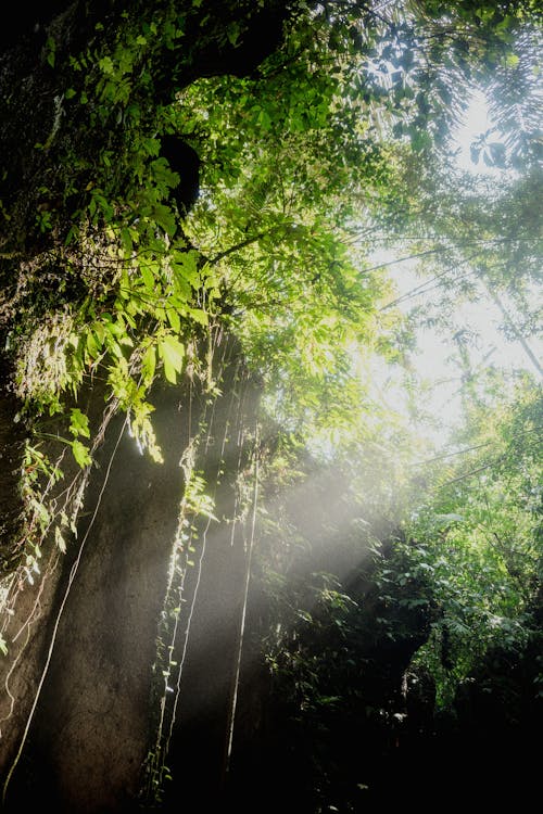 Sunrays Passing Through Green Trees in the Forest