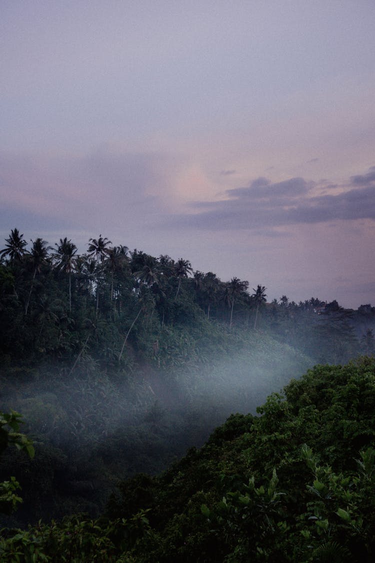 Palm Tree Grove At Dusk