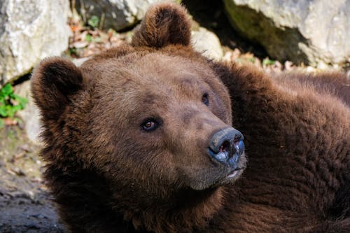 Δωρεάν στοκ φωτογραφιών με grizzly αρκούδα, άγρια φύση, άγριος