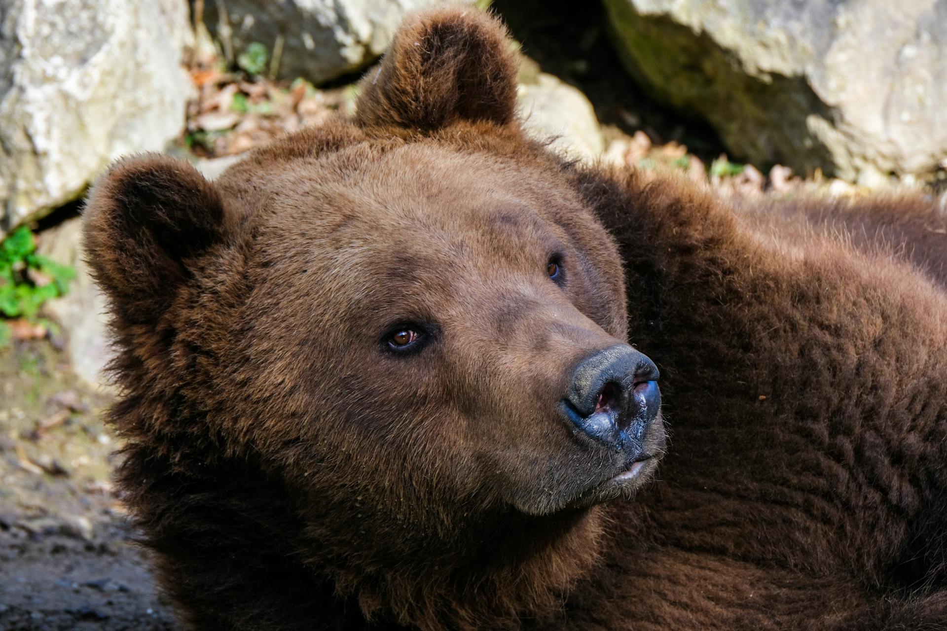 Close-Up Photo of a Grizzly Bear