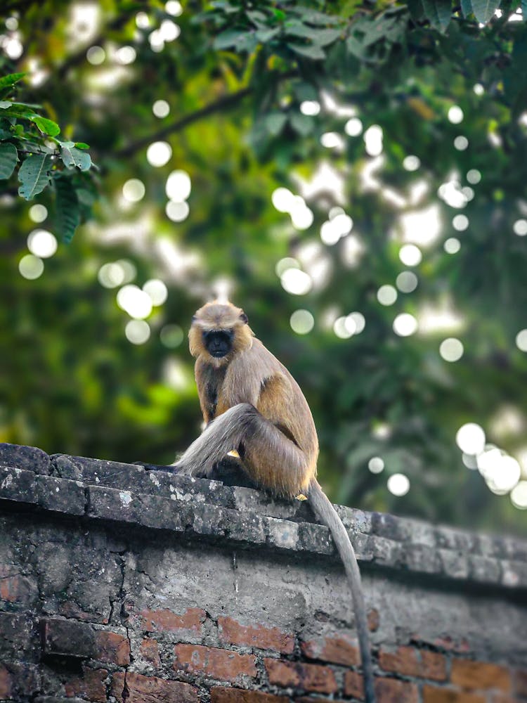 Monkey Sitting On A Wall