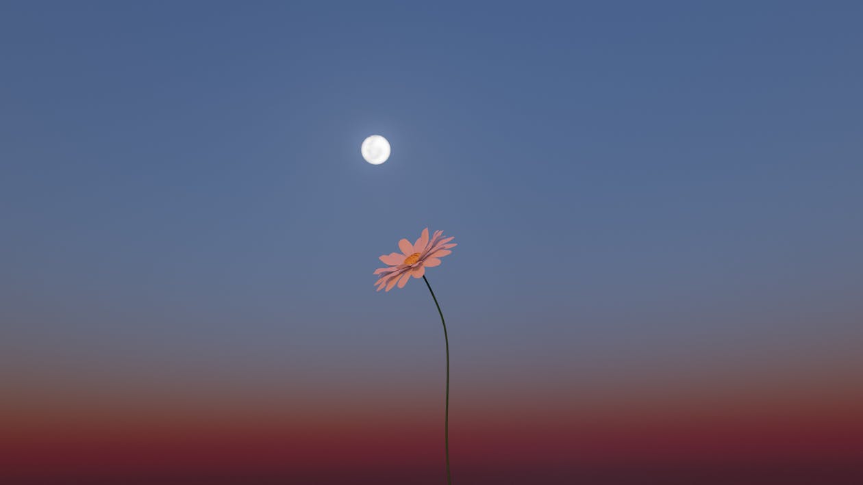 White Dandelion Under Blue Sky