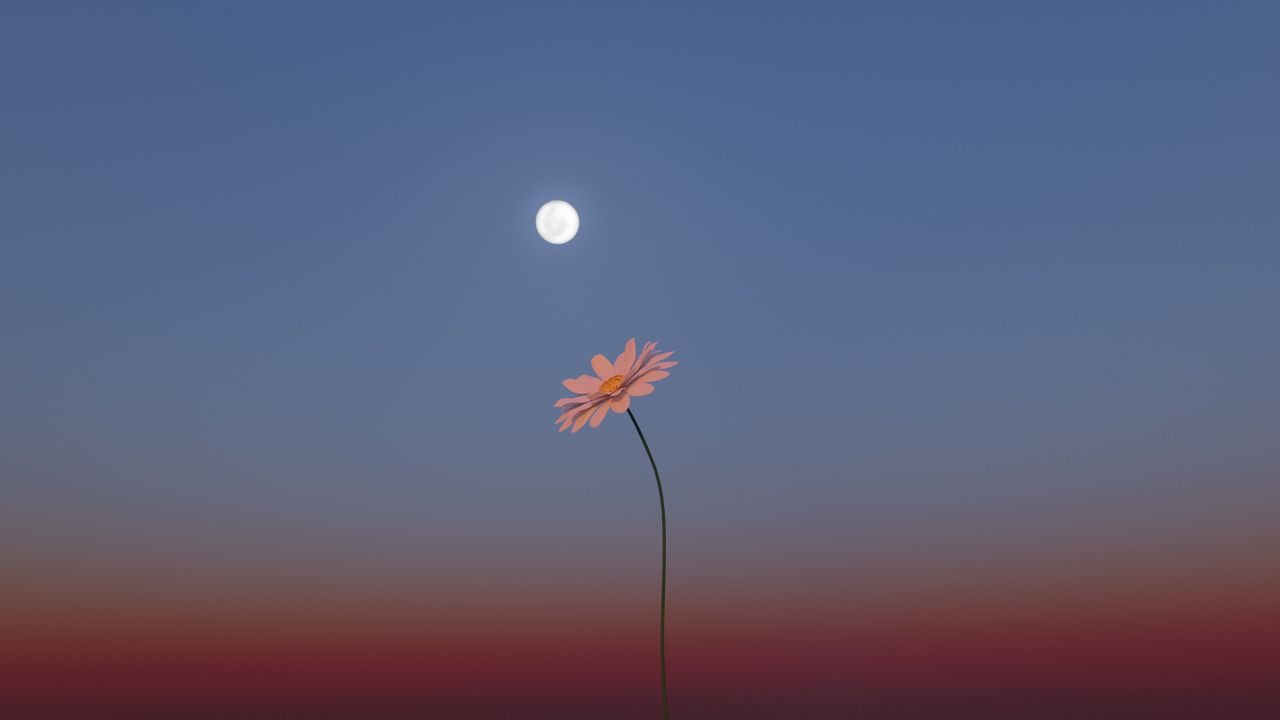 a single flower under the moon in a minimalist night sky serene and ar