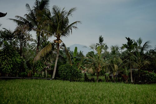 A Green Grass Field with Trees