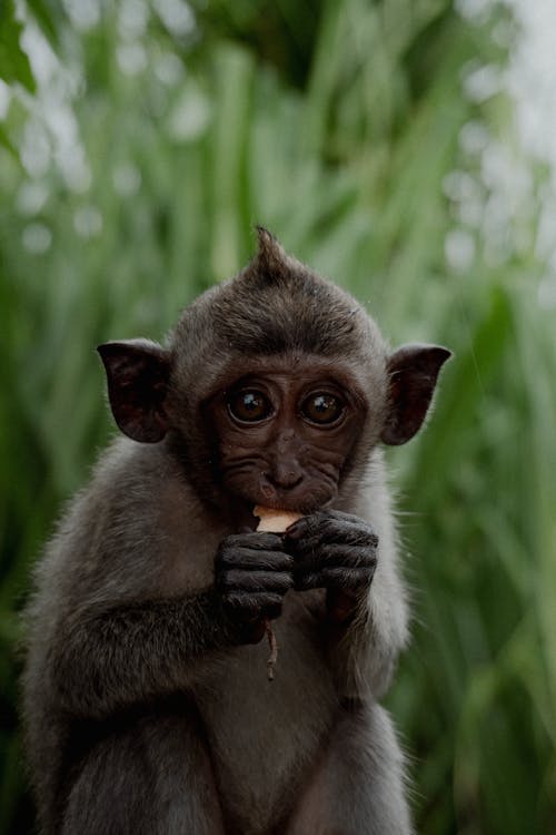 Gratis stockfoto met aanbiddelijk, beest, dieren in het wild