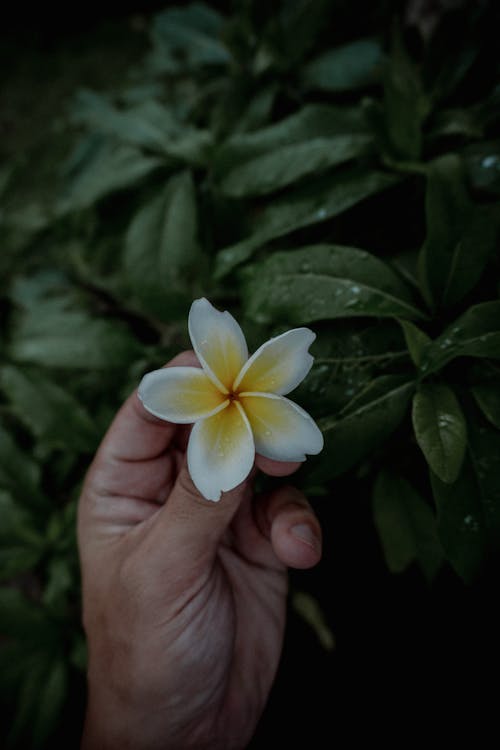 Beyaz çiçek, bitki örtüsü, çiçek fotoğrafçılığı içeren Ücretsiz stok fotoğraf