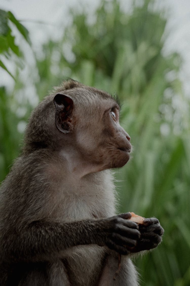 Monkey Eating In Wild Nature