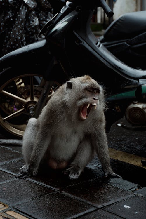 A Fierce Gray Monkey