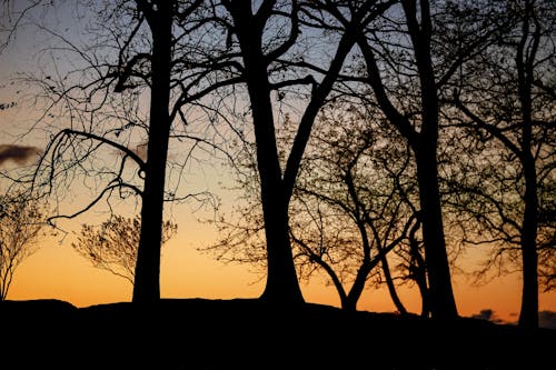 Kostnadsfria Kostnadsfri bild av grenar, silhuetter, solnedgång Stock foto