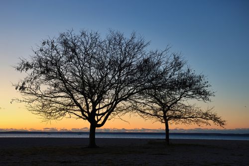 Free Beautiful silhouette of leafless trees on a beach at sunrise in Stamford, CT. Stock Photo