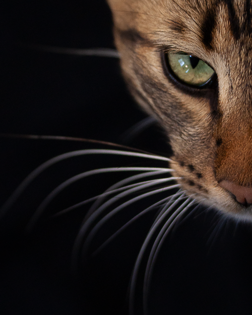 Free Intense close-up of a cat's face showcasing stunning green eyes and whiskers in Istanbul. Stock Photo