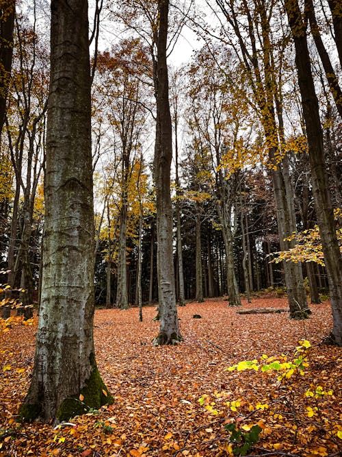 Immagine gratuita di 4k, alberi, autunno
