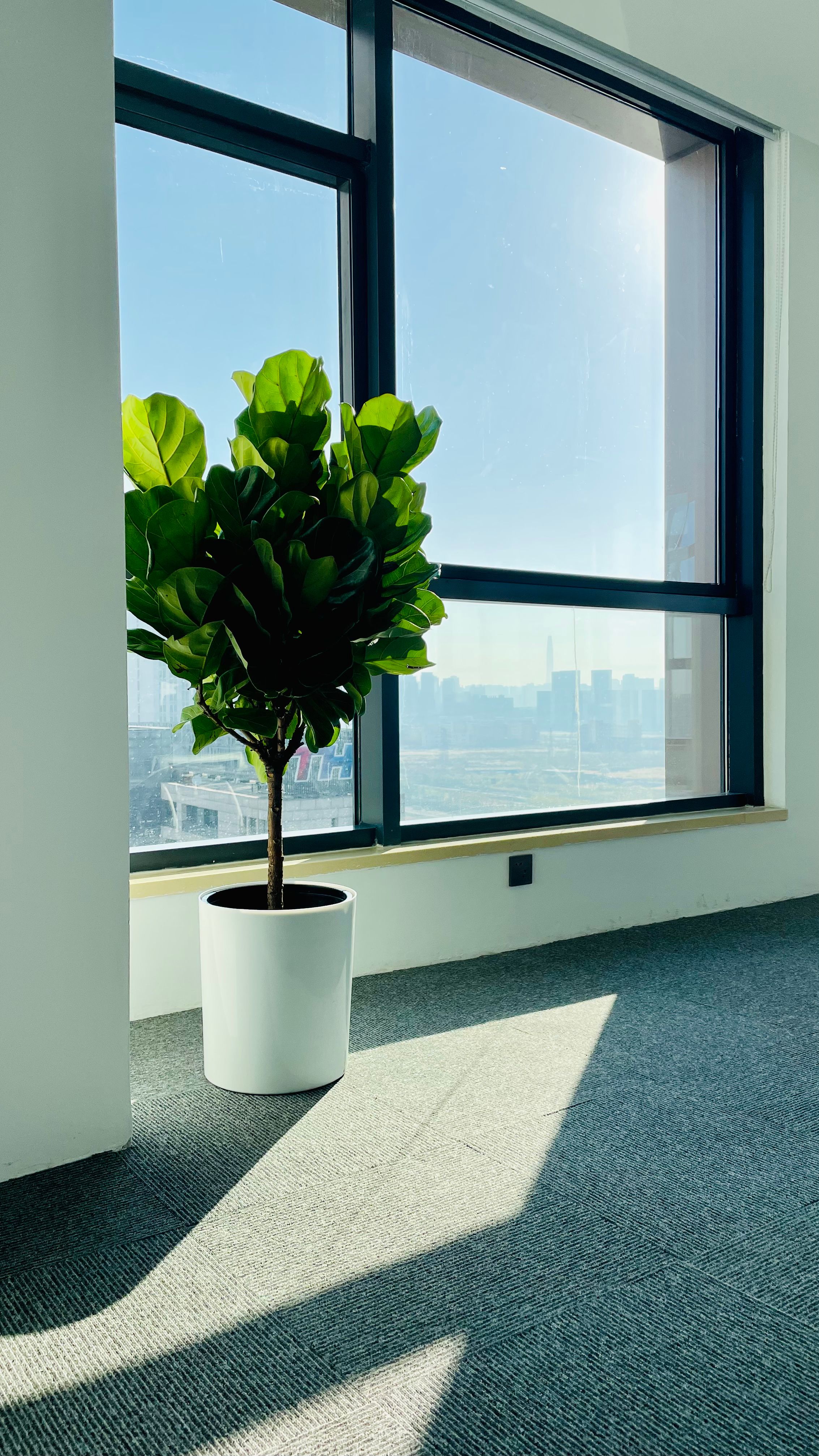 A potted fiddle leaf fig tree by a sunny glass window in a modern interior setting.