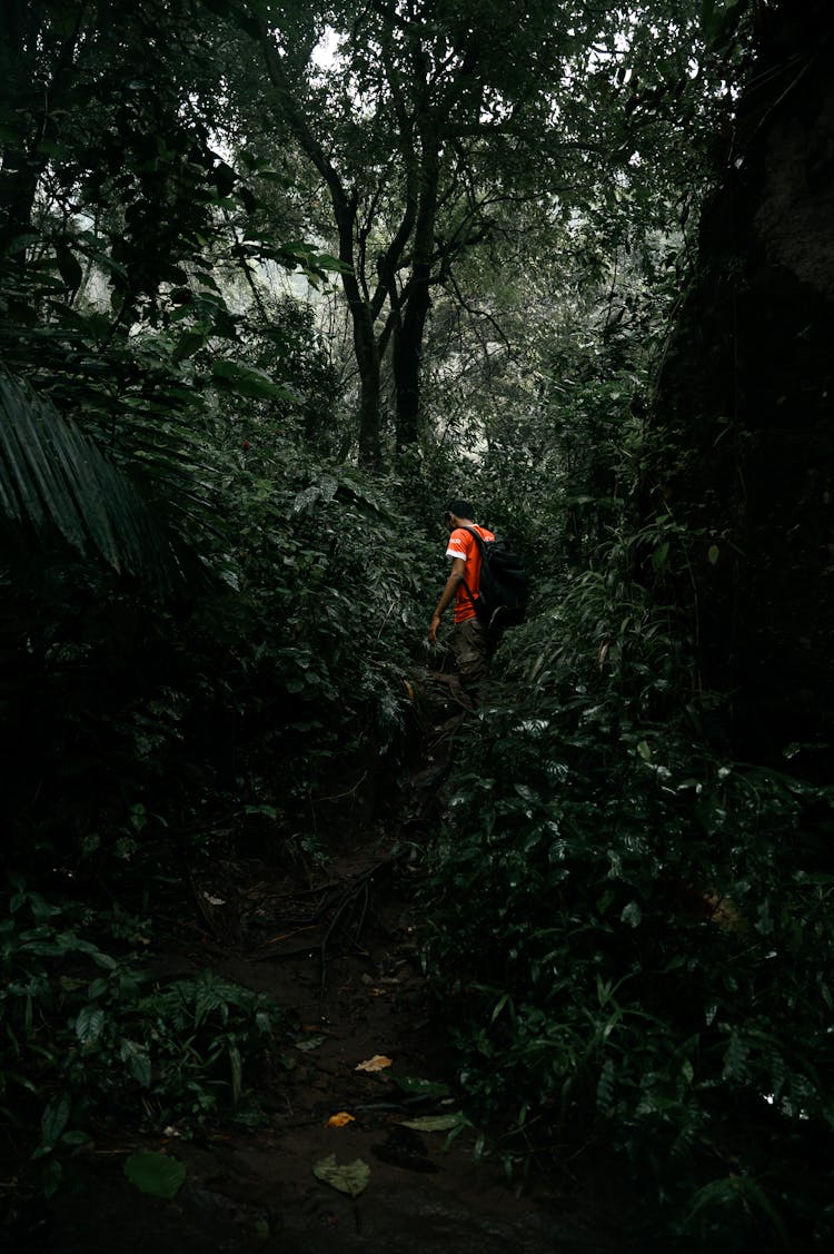 Man Walking In The Forest