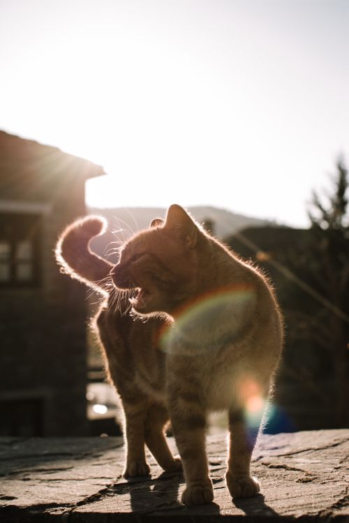 Cat Hiding In Shadows photo