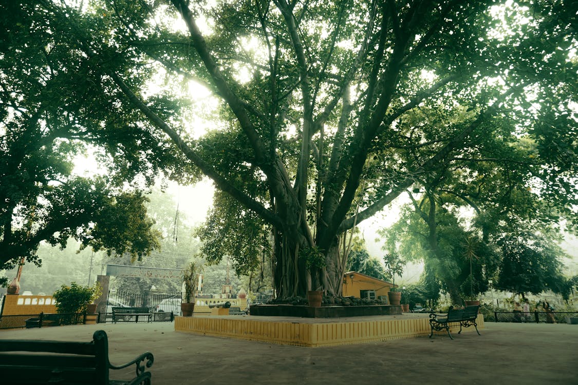 Fotos de stock gratuitas de árbol, creciendo, masivo