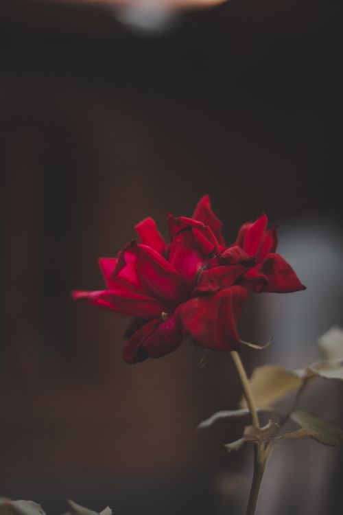 Free A single red rose captured with shallow depth of field, evoking elegance and beauty. Stock Photo
