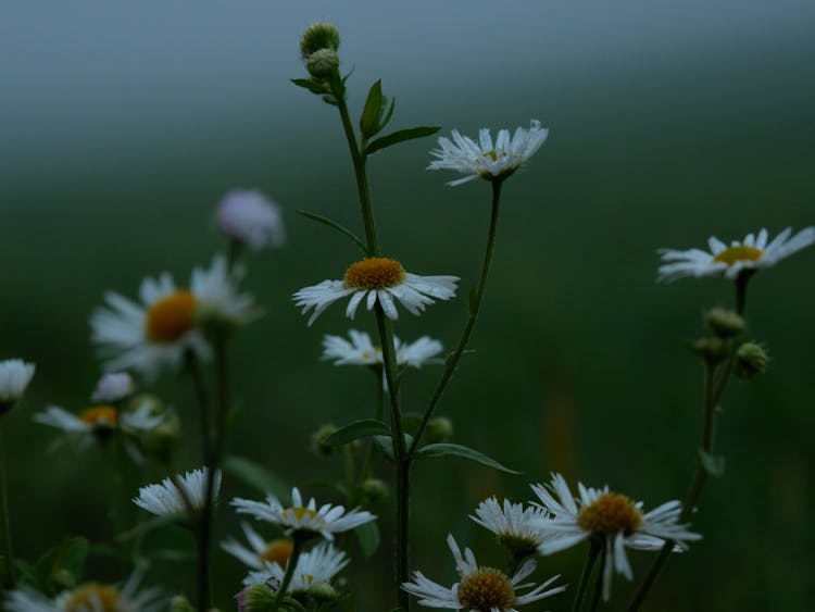 A White Flowers In Full Bloom