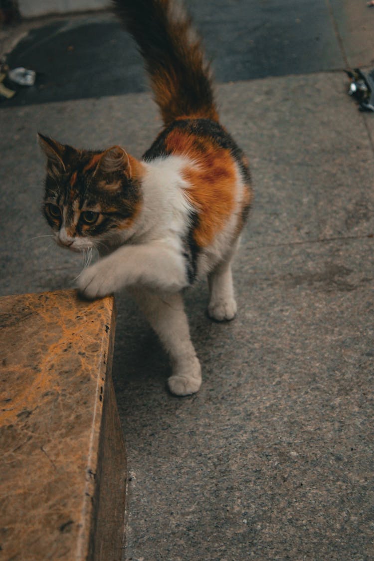 A Cat On The Street