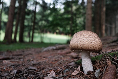 Close-Up Photo of Agaricus Augustus Mushroom 