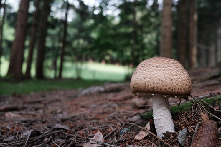 Close-Up Photo Of Agaricus Augustus Mushroom 